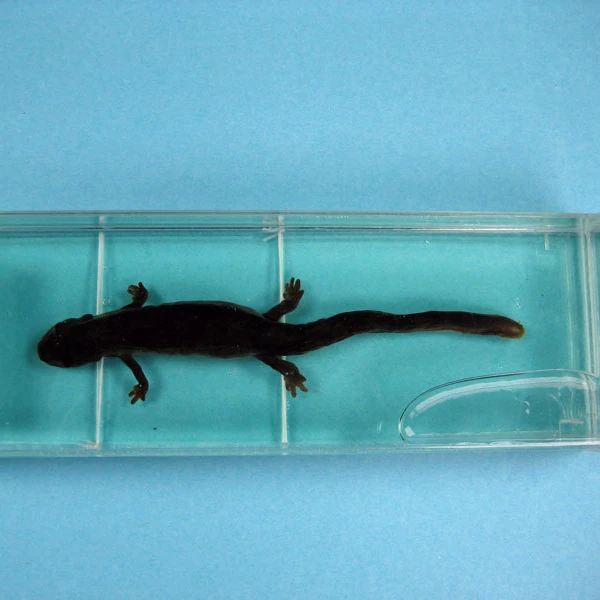 New Hot Sale High Quality Salamander Encased Preserved Specimen