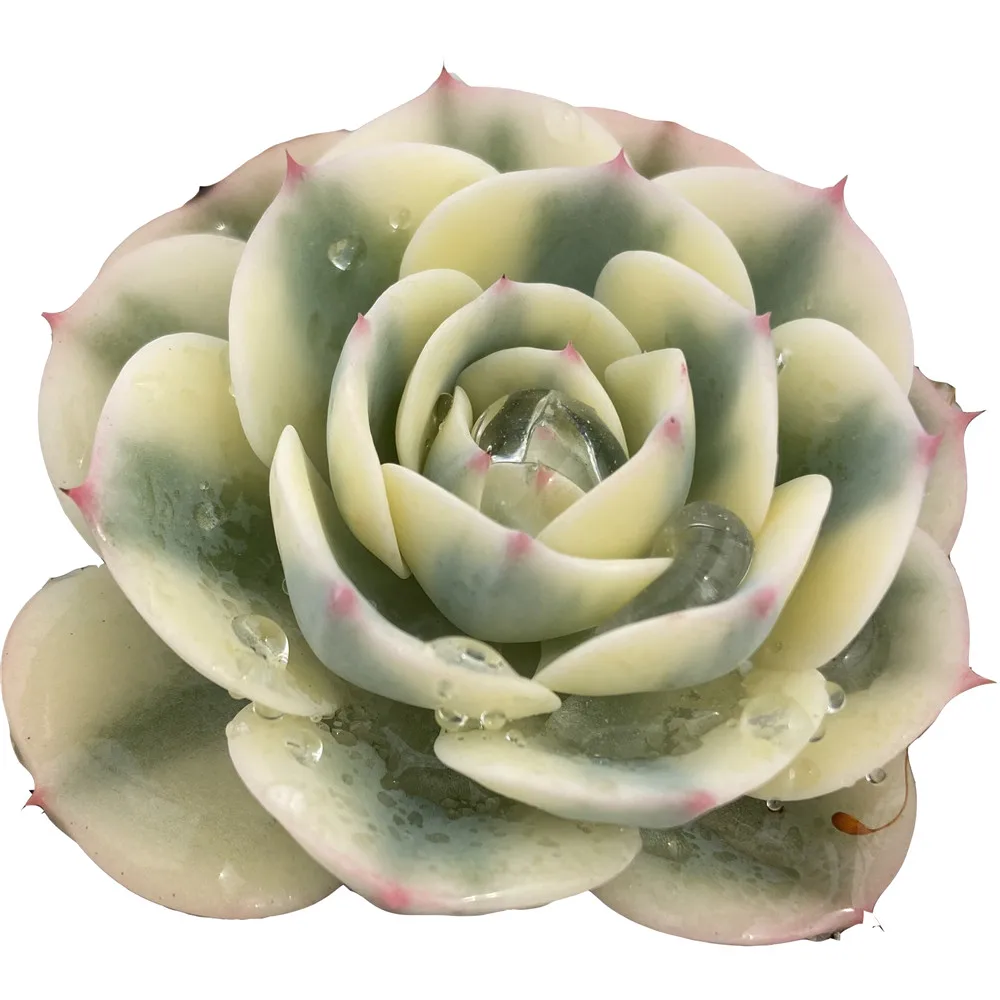 
Manufacturers Supply About10cm White Green Living Plants Real Succulent Plants for Ornamental Bonsai Plants 