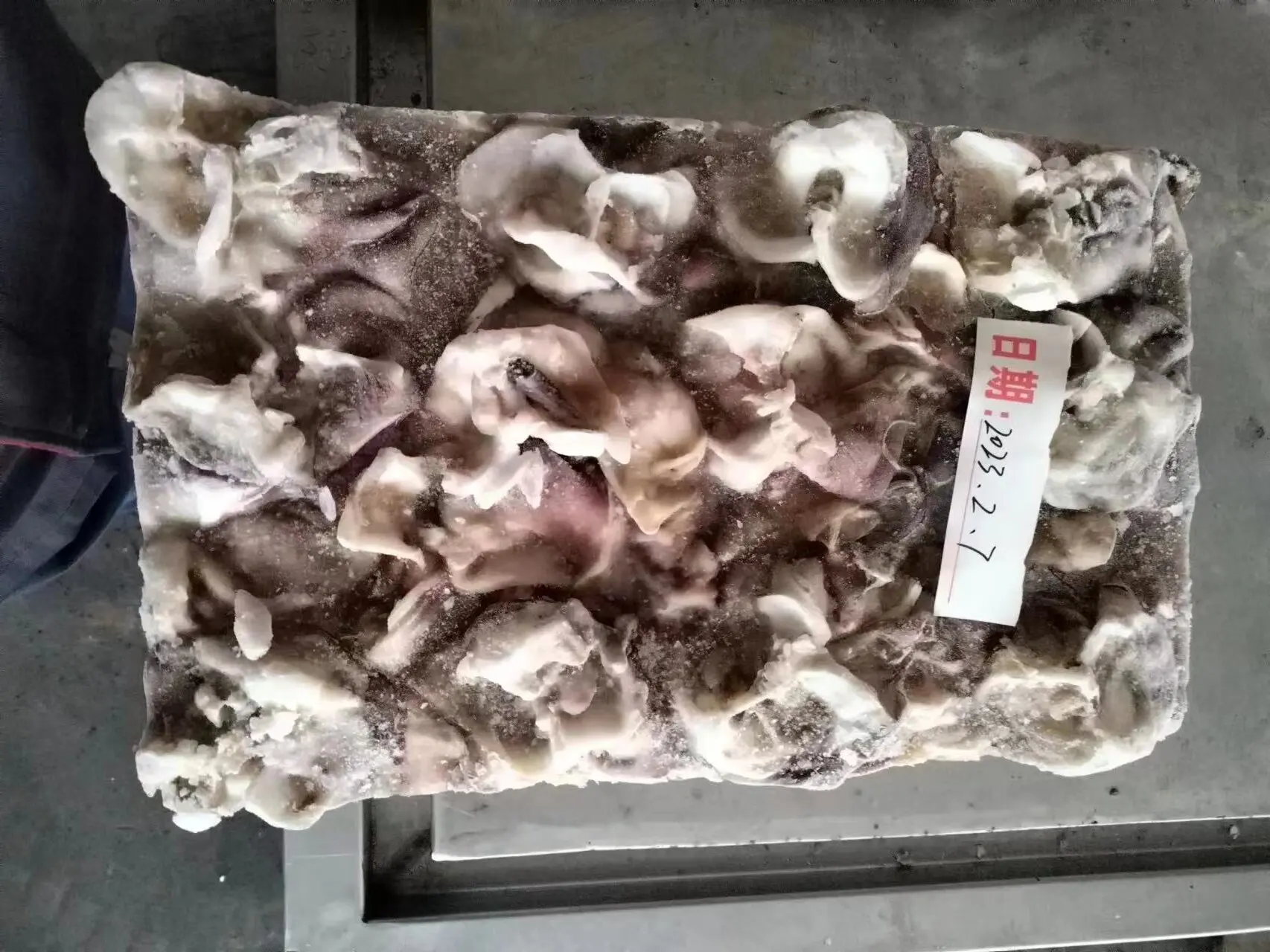 Frozen Cut Open Block Frozen Size 500 Giant Squid Neck for Thailand Market