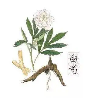 Bai shao chinese herbs natural dried white peony root white paeony root