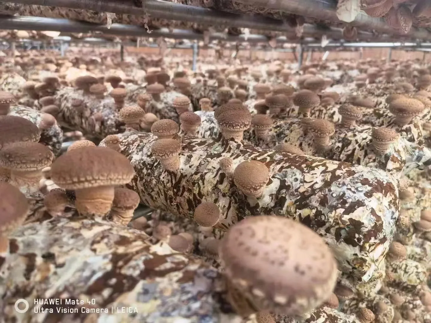 Exotic Chinese Factory Growing Flower Fresh Shiitake Mushroom Wholesale Price