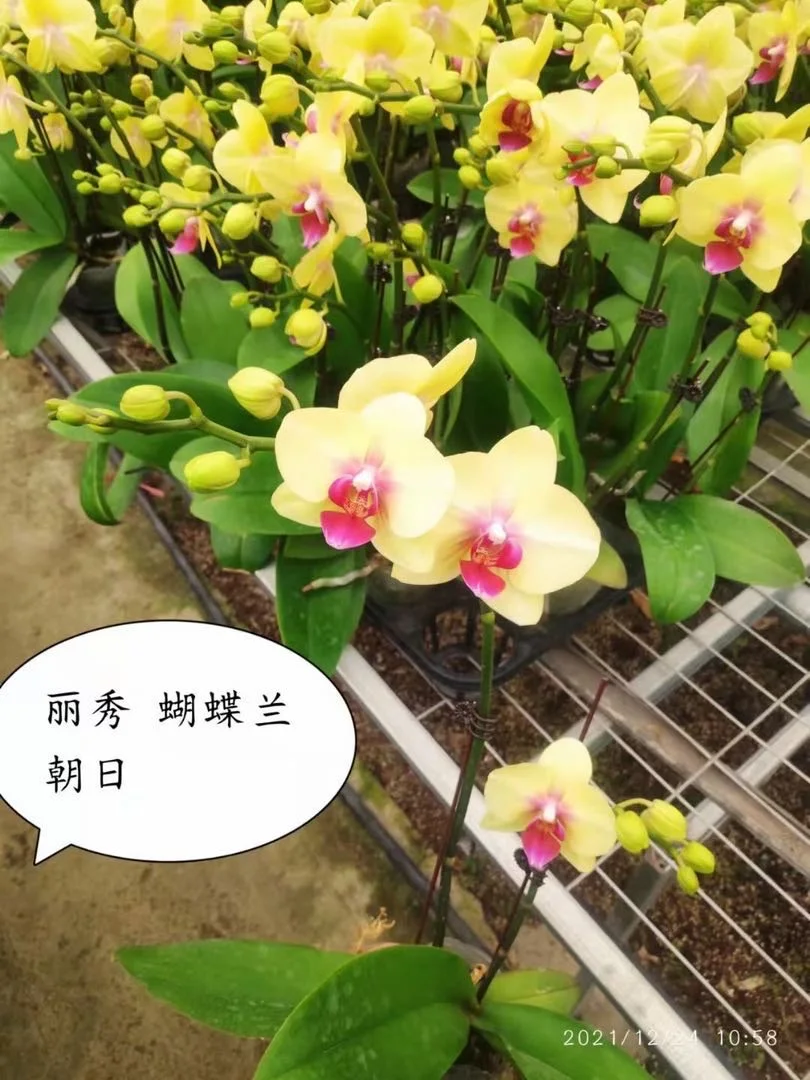 Indoor home decoration flower green plant