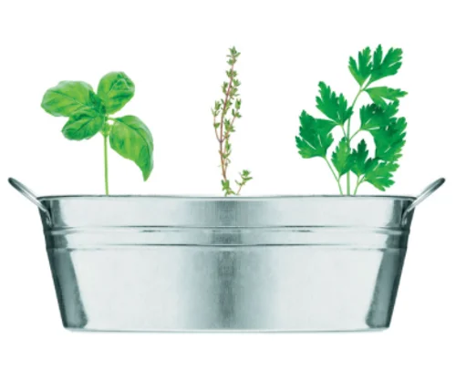 Best Selling eco friendly gadgets Zinc pot with 3 different seeds parsley thyme and basil