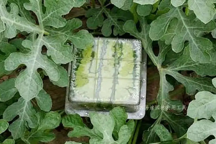 Middle Size Durable Use Watermelon Growing Mould for Farming
