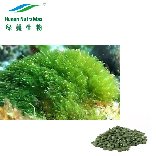  China Organic Natural Nutrition Spirulina Blue Green