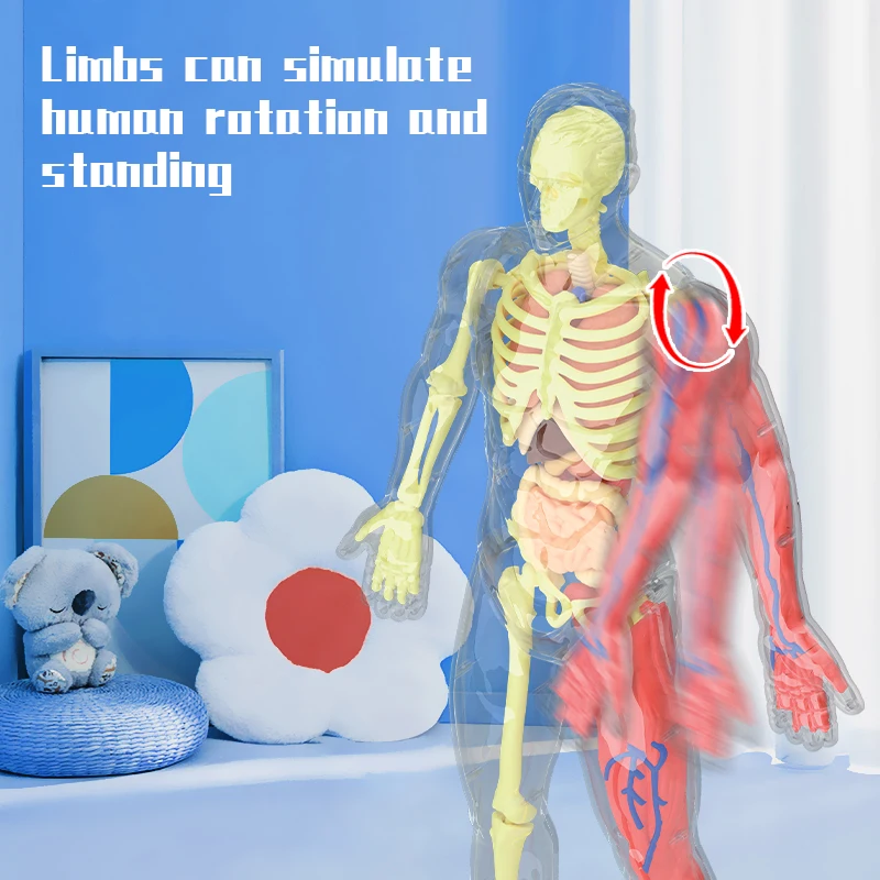 32cm Human Skeleton with muscle and Blood Vessels,artificial anatomical medical skeleton