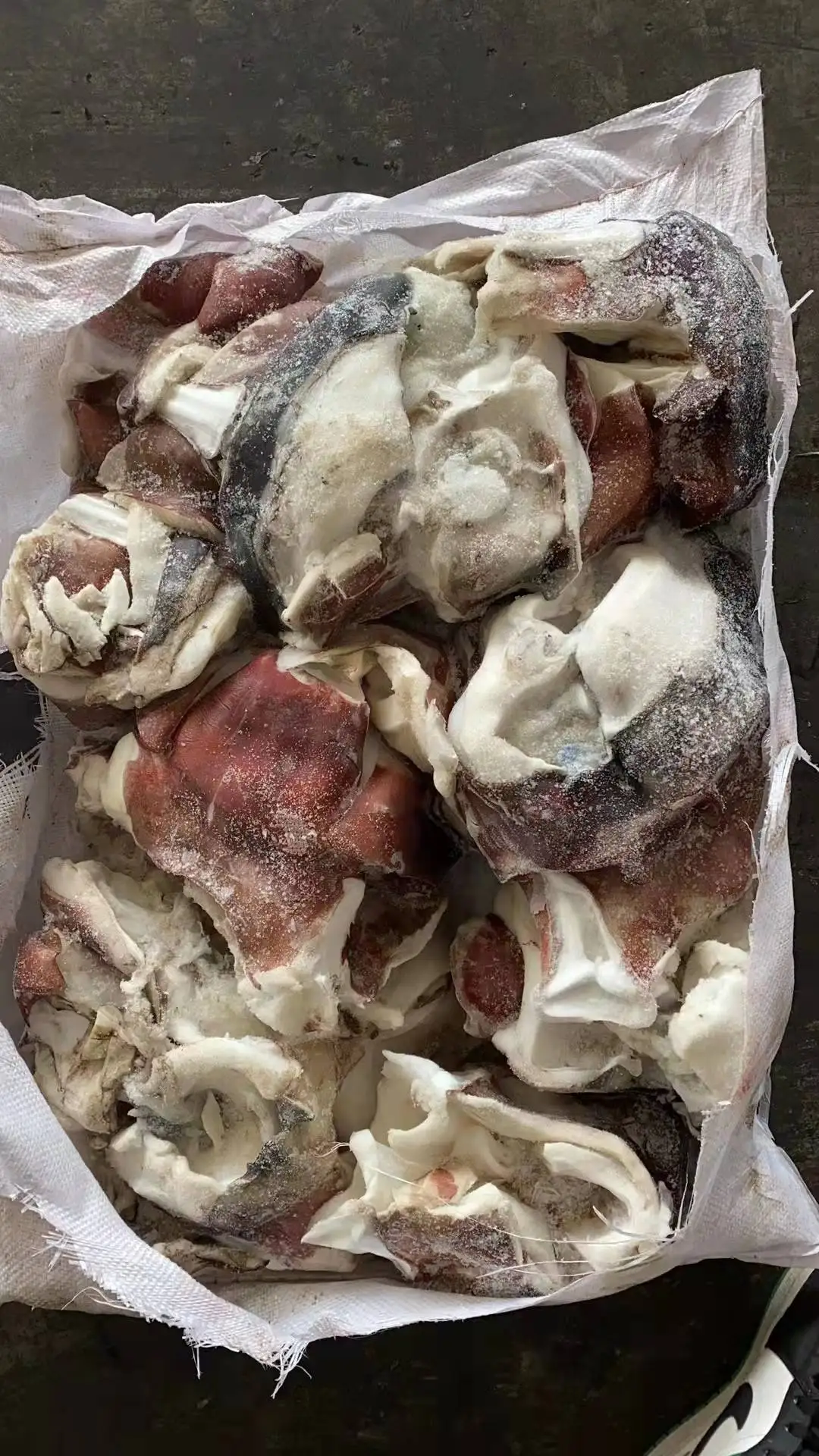 Hot sale good price giant squid neck for export