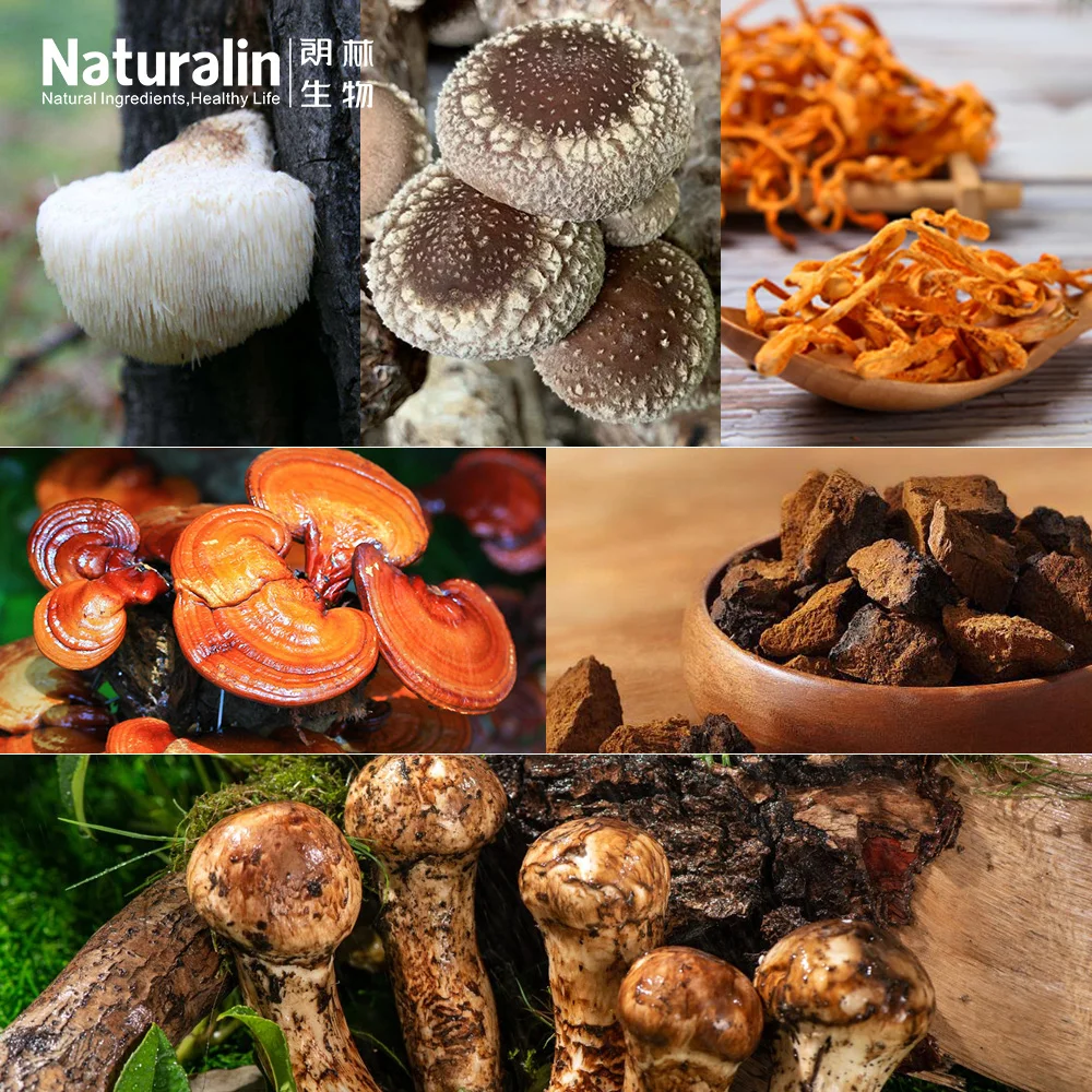 Naturalin Mushroom Extract Powder Blend Maitake Oyster Cordyceps Chaga Reishi Shiitake Lions Mane Organic Mushroom Powder