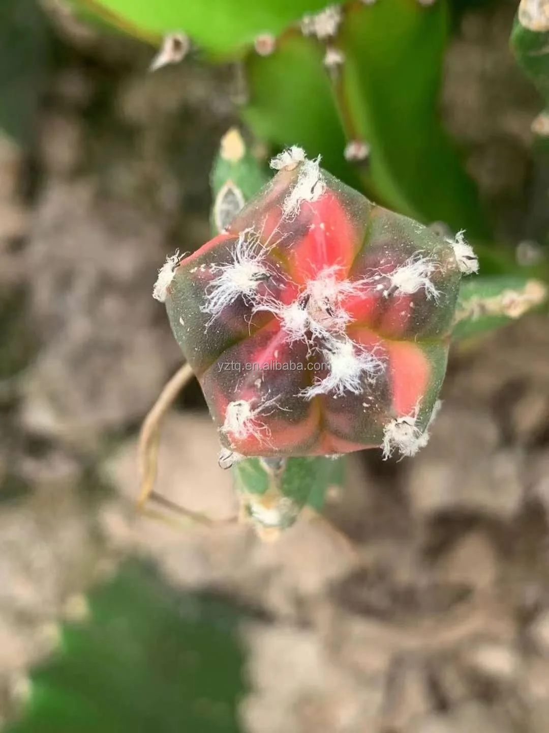 
Wholesale live cactus Mario Astrophytom Plants indoor cactus plants grafted tree cactus 