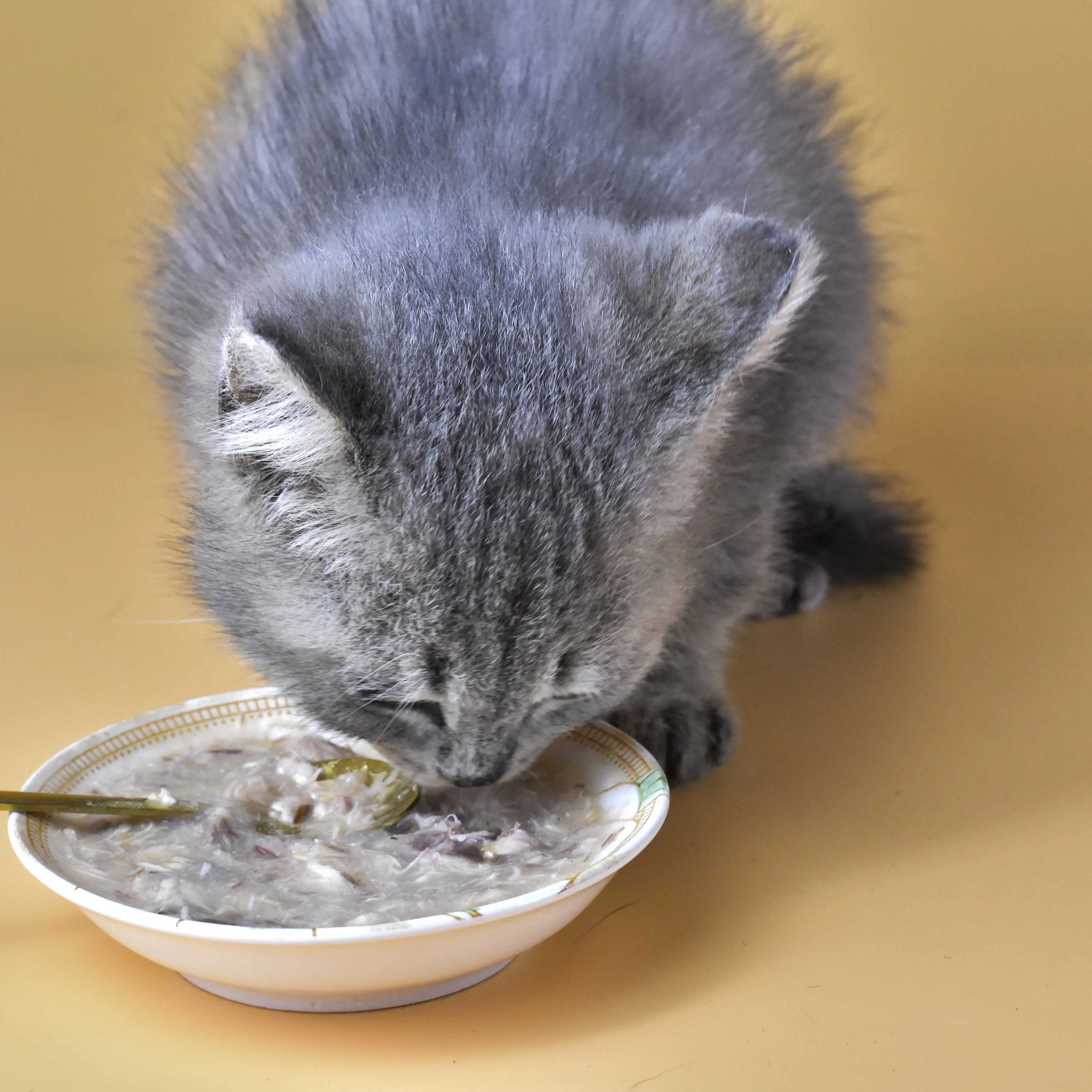 Nutritious Cat Treat Sticks mccloy  15g*5 Wet Food and Creamy Cat Snacks Pet Treats Targeting Cats