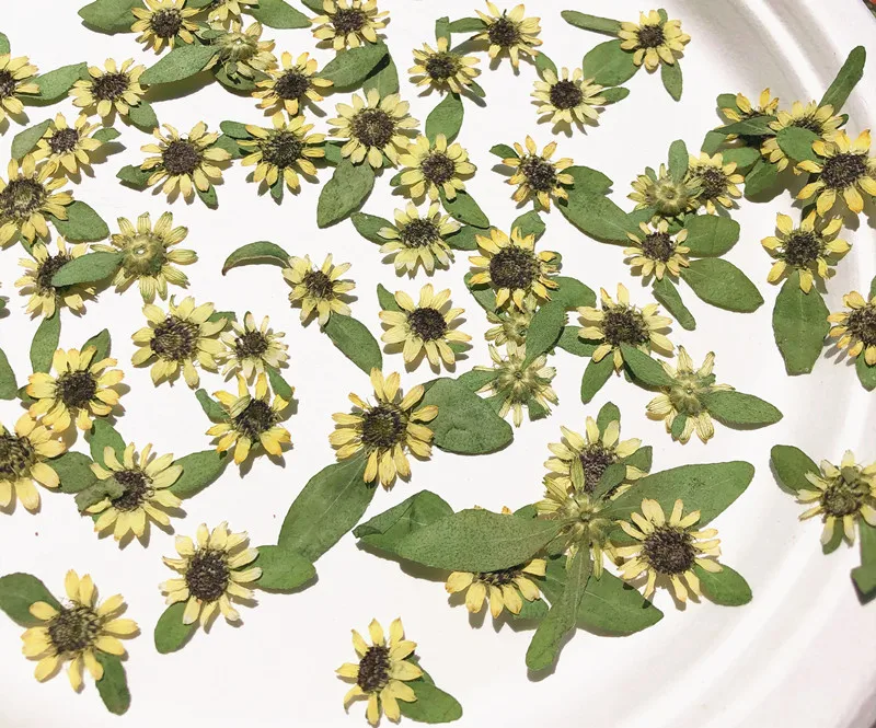 
Mini sunflower epoxy resin real flower small dried flower DIY handmade material children plant specimen embossing 
