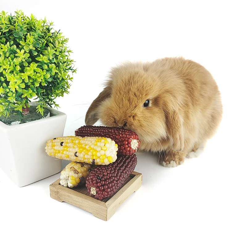 Sugar-Free Treats 3 sets in bags Hamster molar stick corn rabbit  guinea pig Sugar glider molar snack rat feed molar stick treat