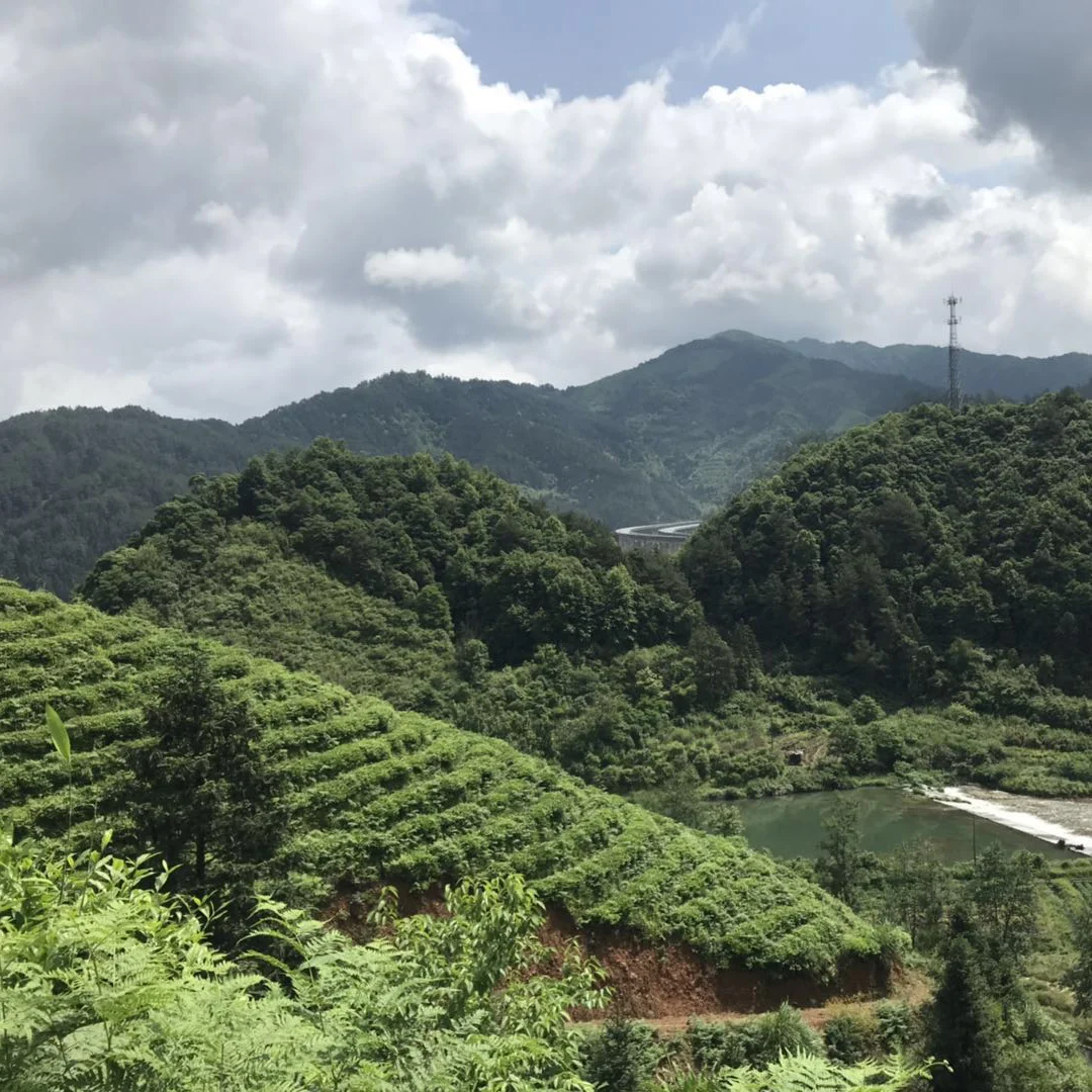
China High Quality Organic Dancong Oolong tea for gift 