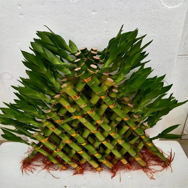 
Ornamental Indoor China Lucky Bamboo Plant Pyramid Dracaena Sanderiana Bonsai 
