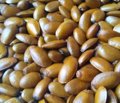
Pure high germination Annona muricata Linn Graviola Seeds 