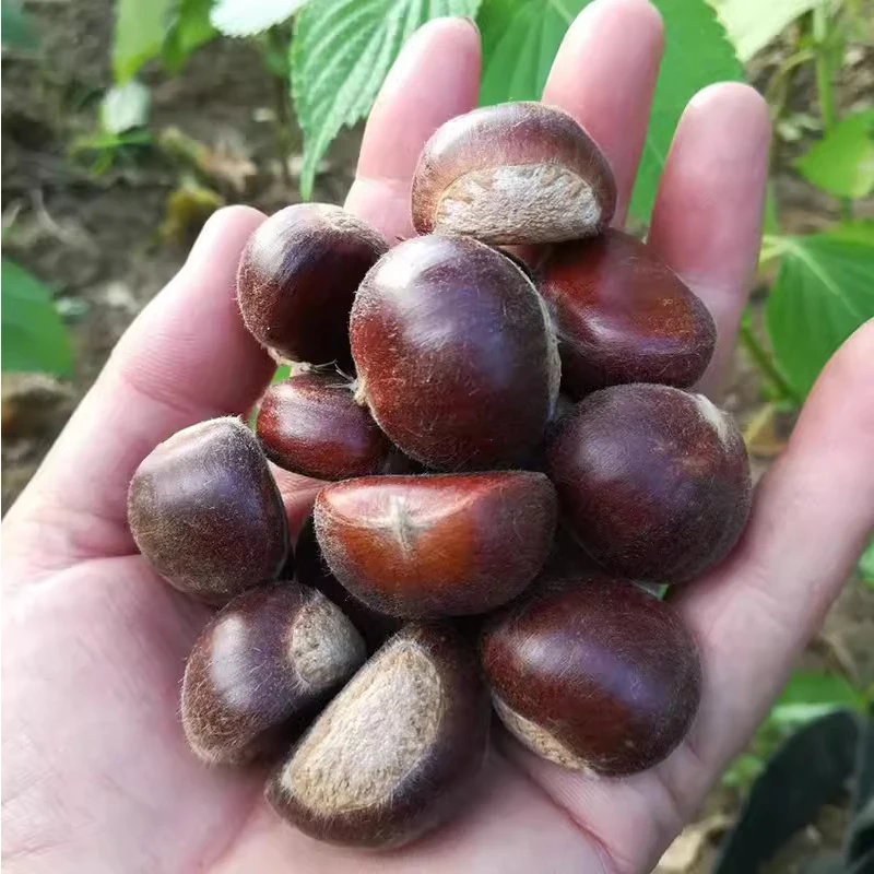 Changli cheap price chineses fresh chestnut Vacuum packed peeld chestnuts