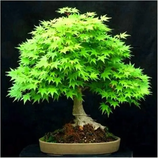 
Acerpalmatum Seeds Hong feng Best price bulk Acer palmatum seeds Acer rubrum Japanese Maple tree seeds for 