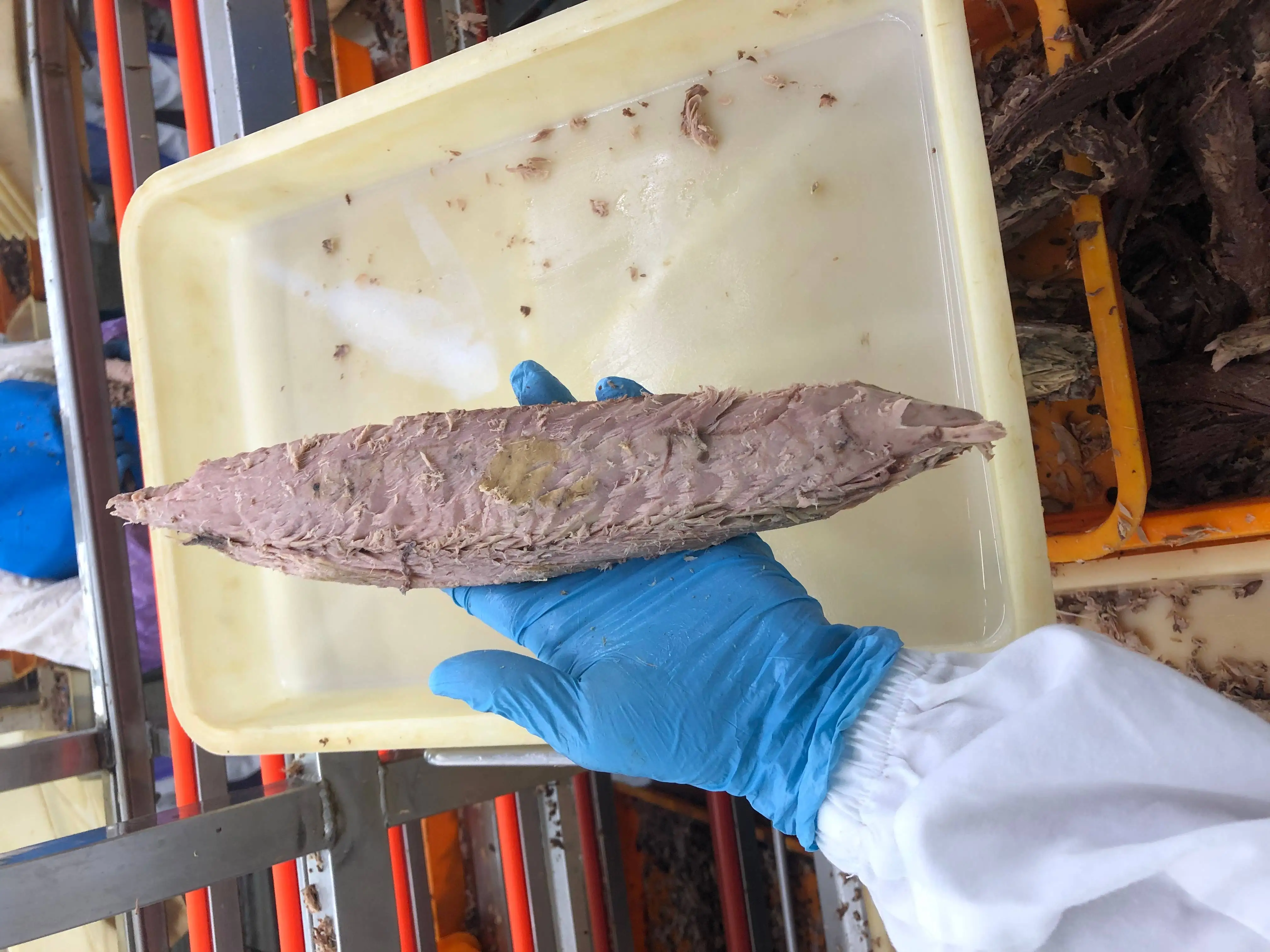 Hot Sale Frozen Precooked Skipjack Tuna Fish Loin Factory-Dried Tuna in Bulk Water Preservation Direct Factory Supply