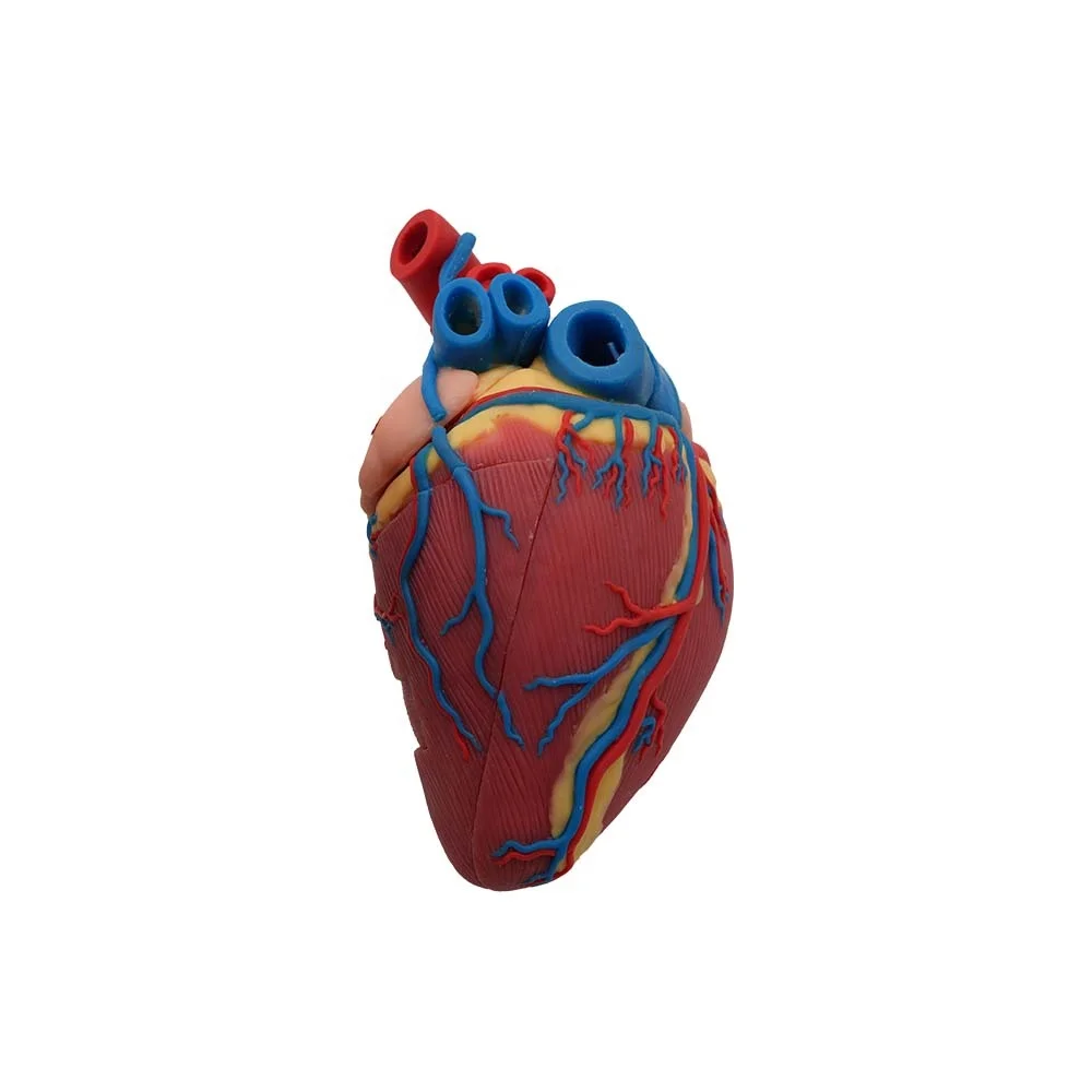Soft Cattle Heart Silicone Model for Veterinary Anatomy Teaching