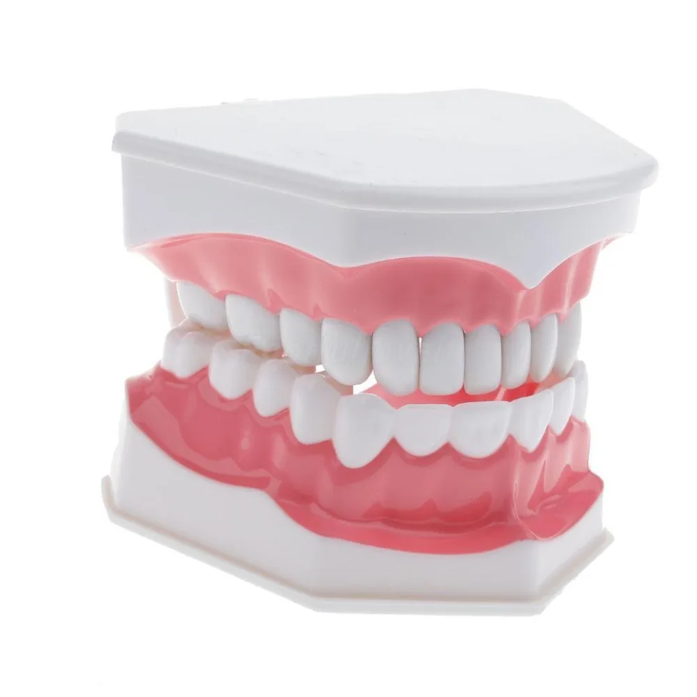 Dental Equipment tooth model early childhood education brushing