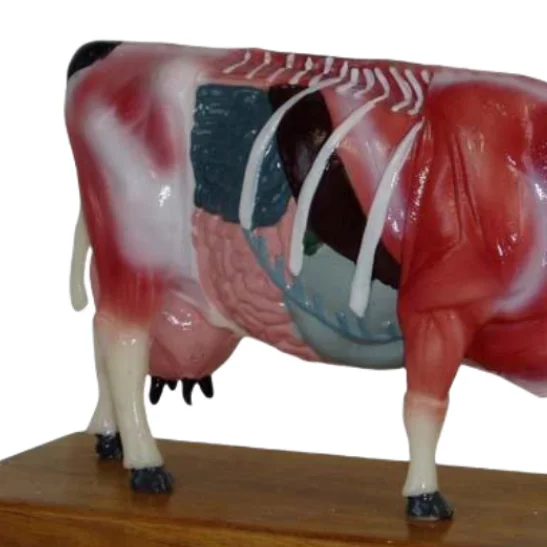 ADA Medical models Pig Acupuncture Model and Cattle Acupuncture Model For teaching and learning anatomy