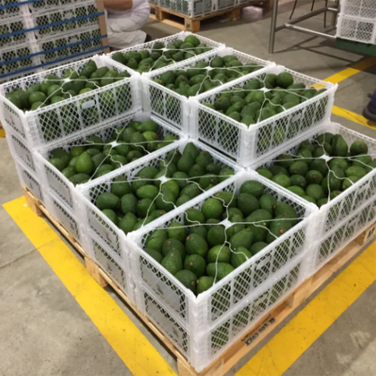 Vegetable Fruits Collapsible Shipping Crates Plastic Packing Basket Avocado Foldable Basket