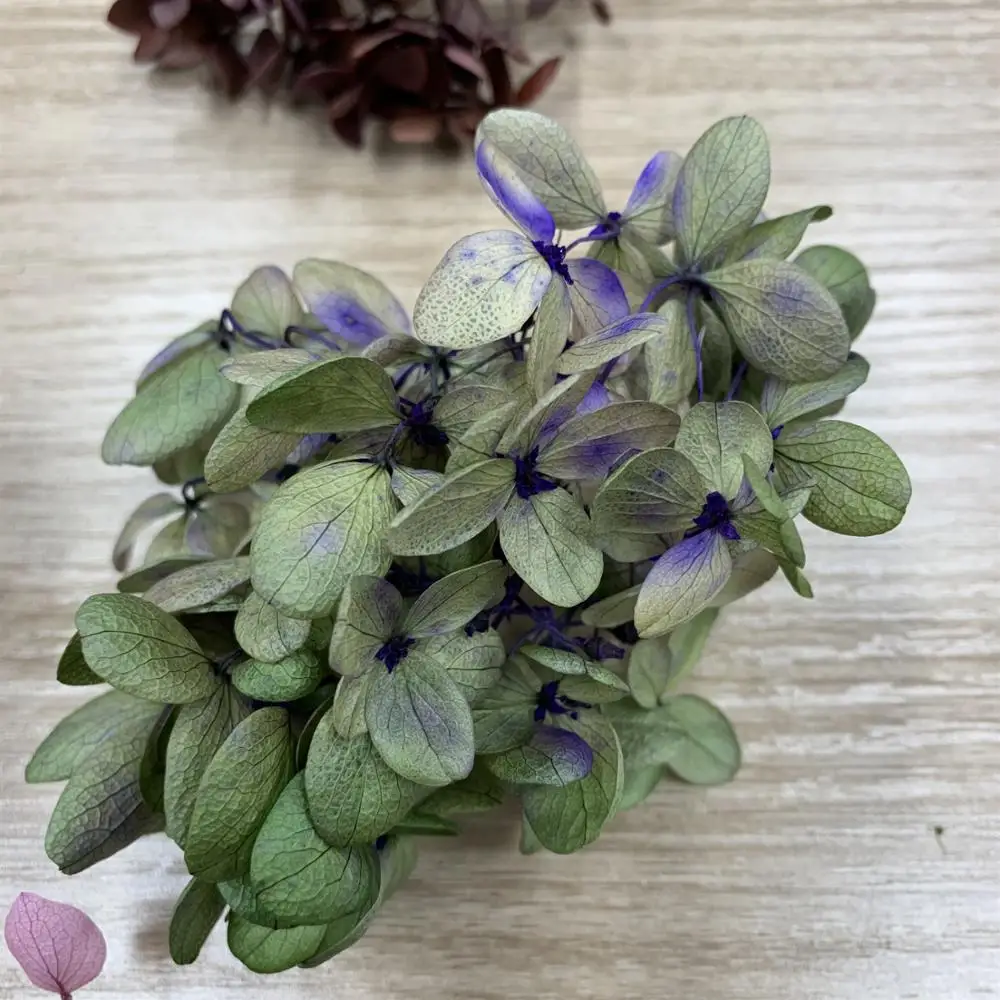 Preserved hydrangea  small leaf real touch hydrangea dried hydrangeas for flower DIY