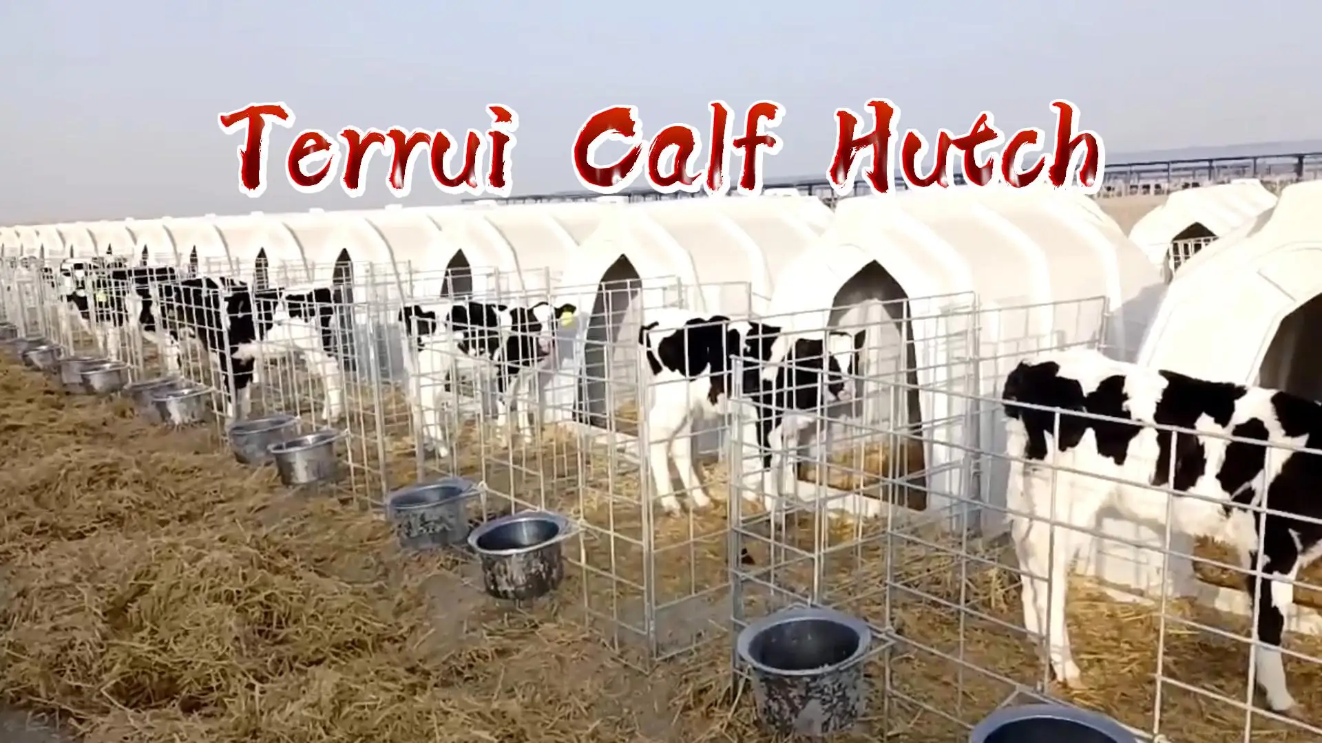 Basic White Animal Cages for Cattle Open Front Door Cow House with Rear Side Ventilation Farm Use New Condition PLC Components