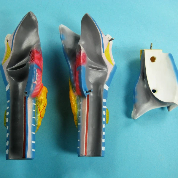 Новинка, Лидер продаж, высококачественные биологические учебные пособия, анатомическая модель человеческого ларинкса