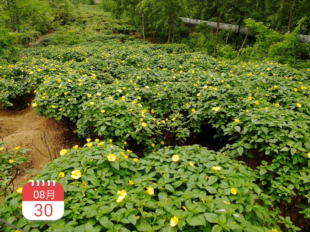 100% pure natural dried damiana leaves for tea