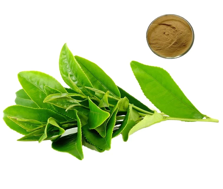 Low caffein Green Tea extract 30% L- Theanine 98% Polyphenole 95% EGCG