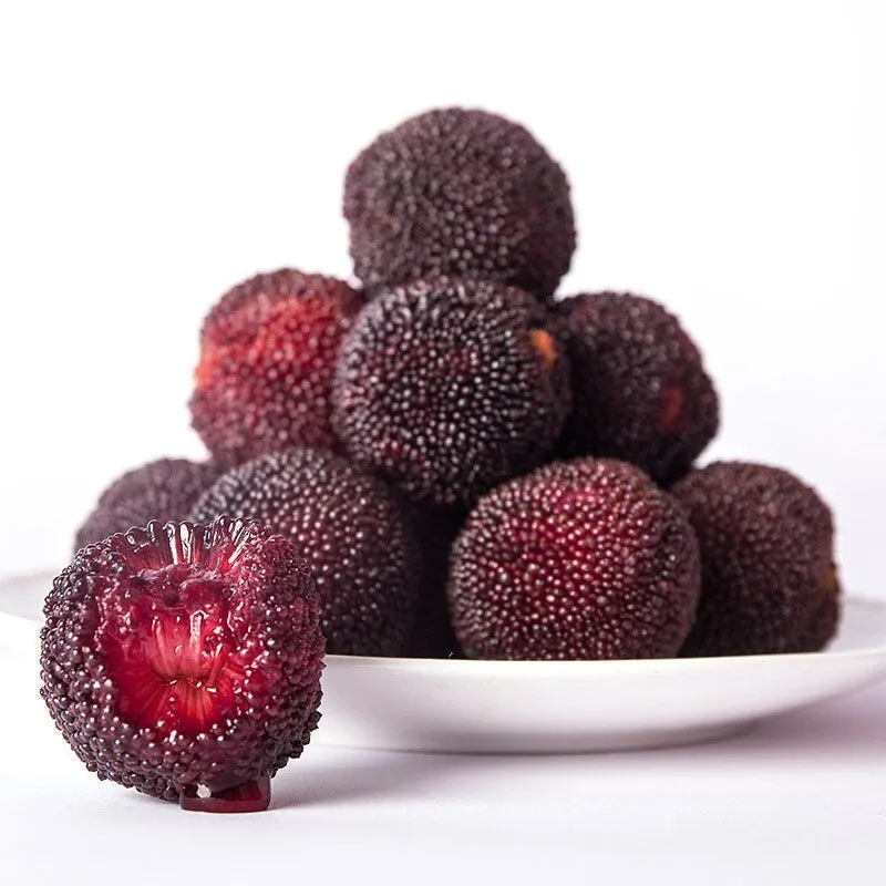 top quality fresh Morella rubra/Chinese bayberry seeds fruit seeds for sale Tropical Fruit Tree seed