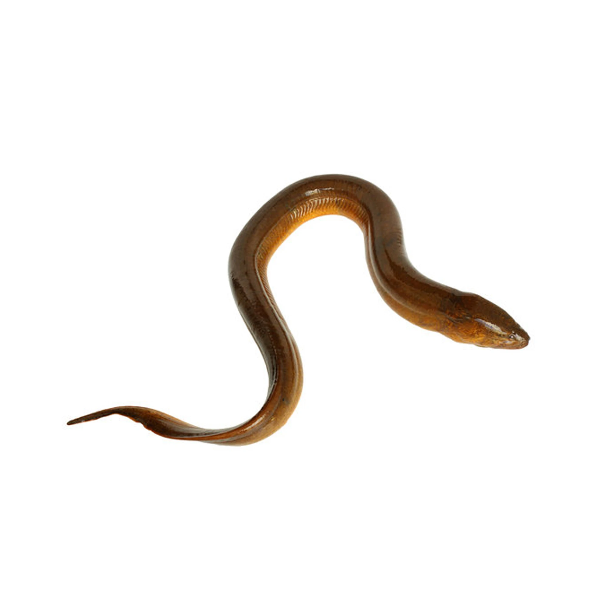 Top Selling Cheap Price Supplier From Bangladesh Frozen Yellow Conger Eel Seafood Fish At Wholesale Price With Fast Shipping