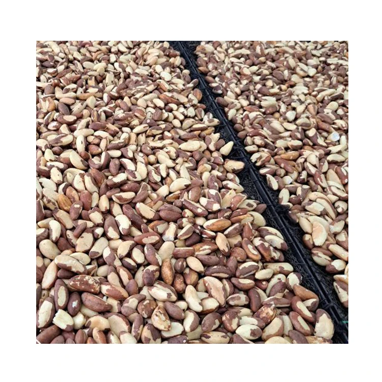 High End Fresh Crop Bulk Cheap Prices Protein And Essential Amino Acids Brazil Pine Nuts For All Age Group