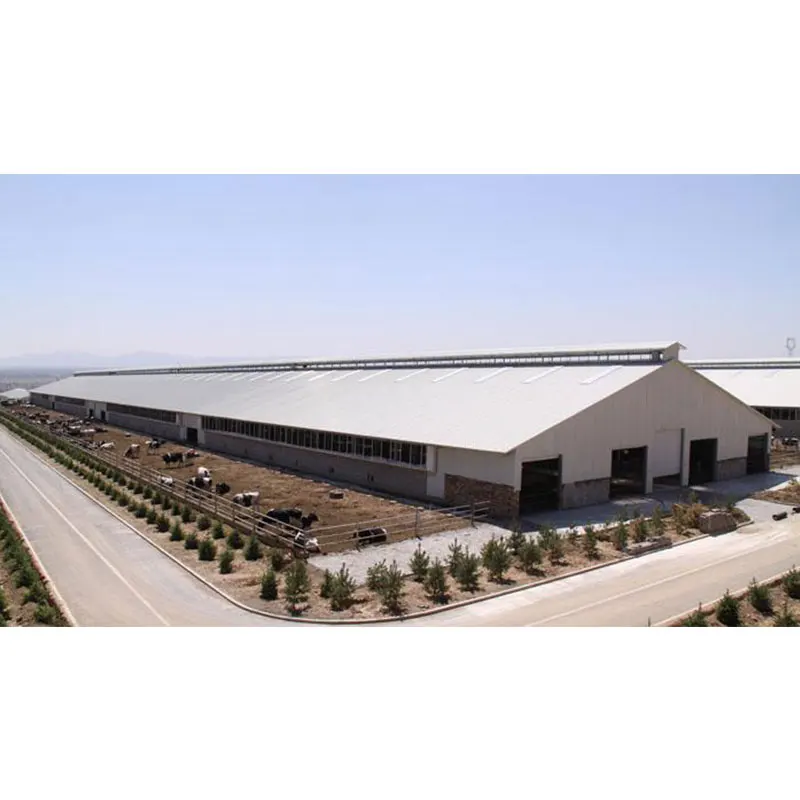 Low cost livestock shelter dairy farm shed for live cattle and goat shed