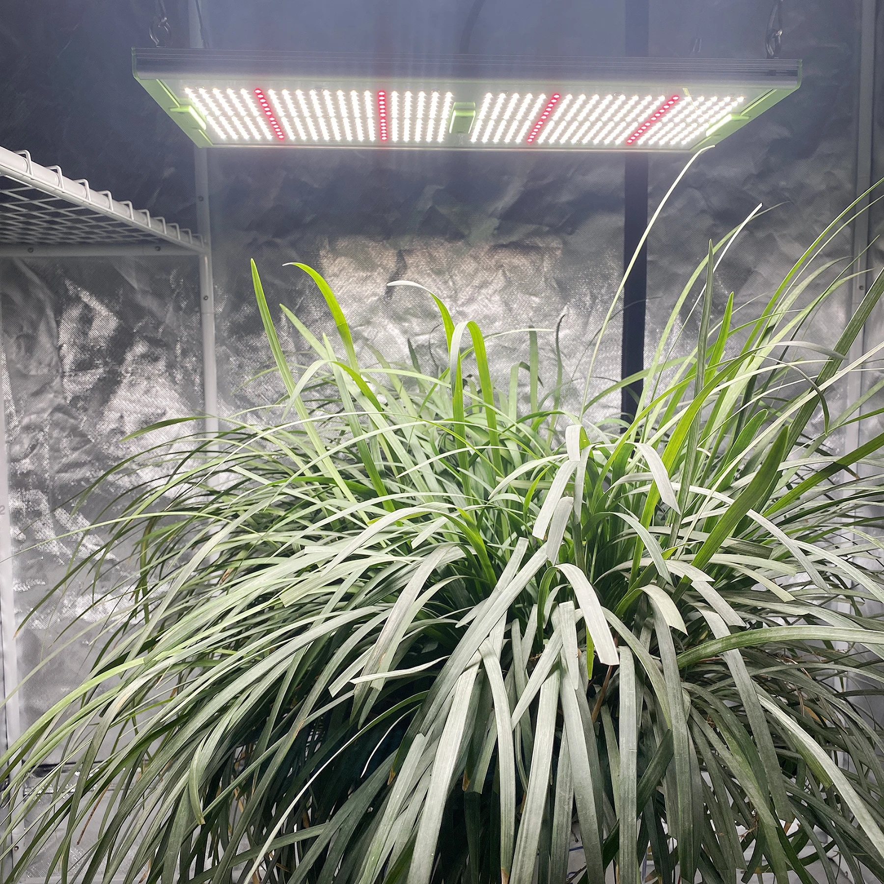 
Aglare 240w lm301h full spectrum led aquarium light with ertical hydroponic system growing STRIP LED 