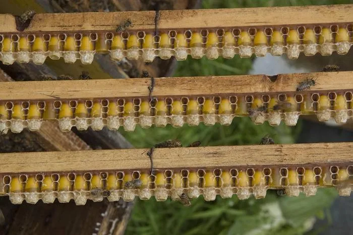 2024 New Season 100% Pure Raw Natural Fresh Frozen Healthy Royal Jelly