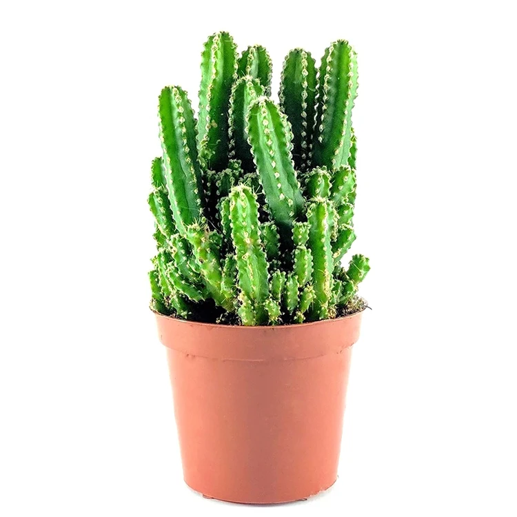 
Natural Garden Decorative Wholesale Live Cereus Fairy Castle Cactus Plants 