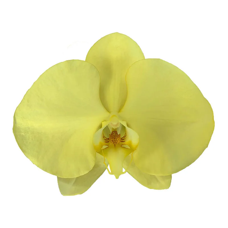 Wholesale Phalaenopsis Yellow Fresh Cut Flowers Phalaenopsis Used In Wedding Bouquets
