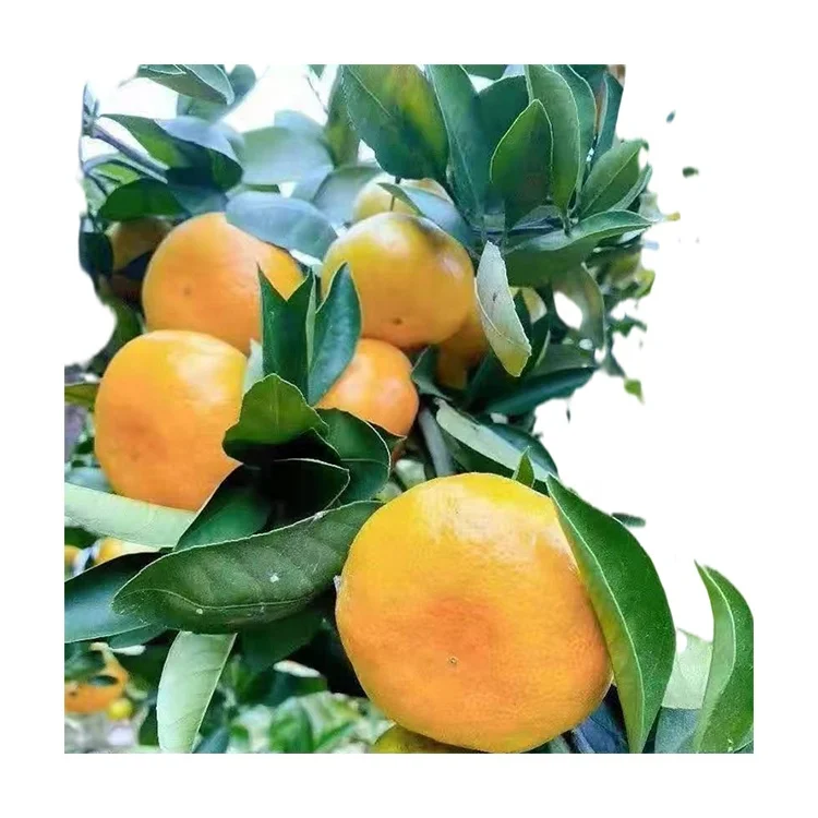 
Factory Supply Premium Chinese Mandarin Fresh Citrus Fruit Valencia Fresh Oranges 