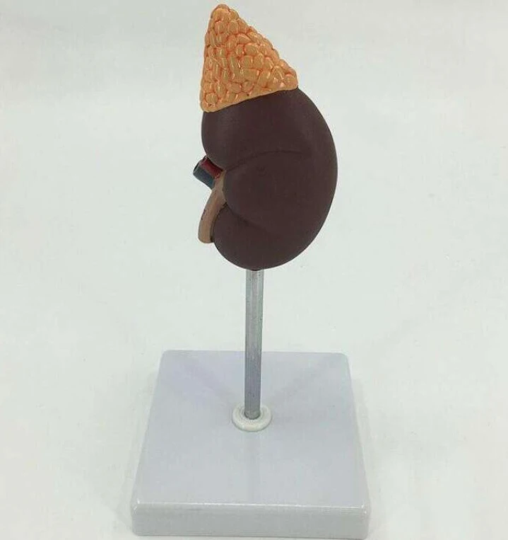 Plastic Anatomy of natural large kidney