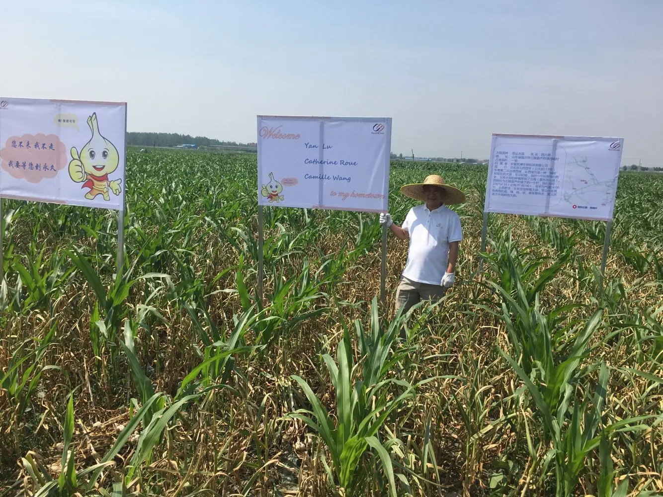 100 % Pure Nature Garlic Oil for Cooking with BRC Certificate