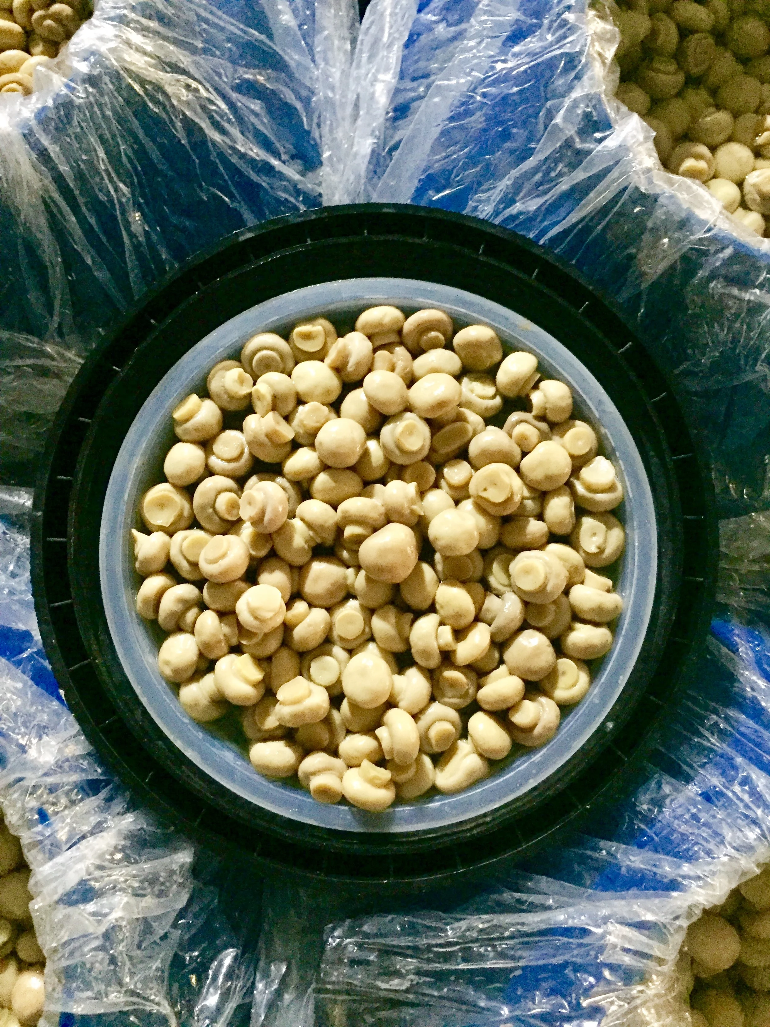 mushroom whole and slices in plastic drum