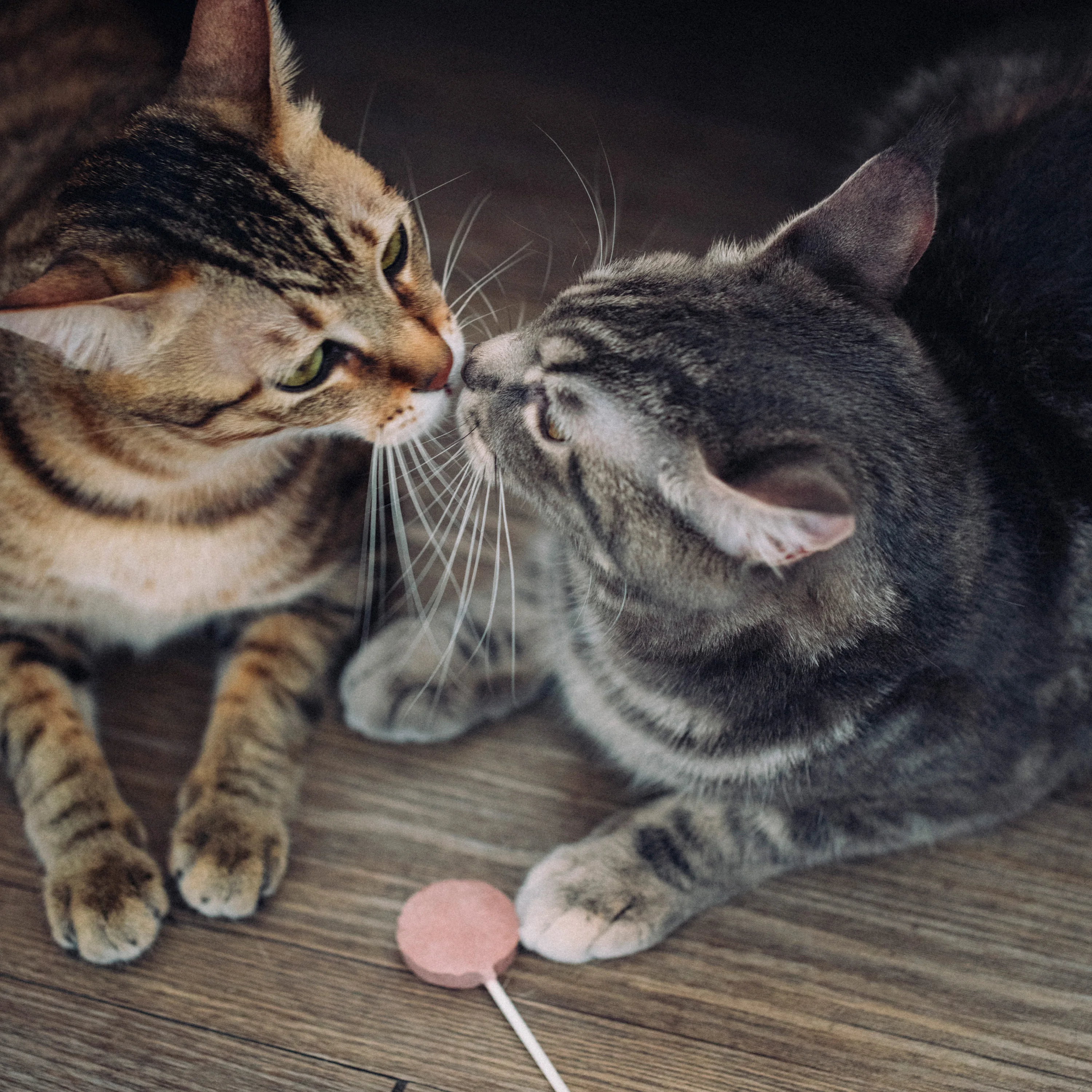 Ranova freeze dried oem good tasted pet supplier Freeze dried lollipop cat treats for cat feeds