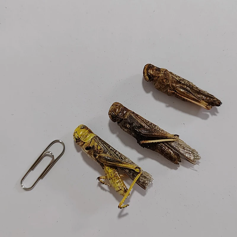 Excellent Insect Feed for Your Furry Friends. Abundant in Zinc. Improve Skin & Coat Health.Dried Grasshopper