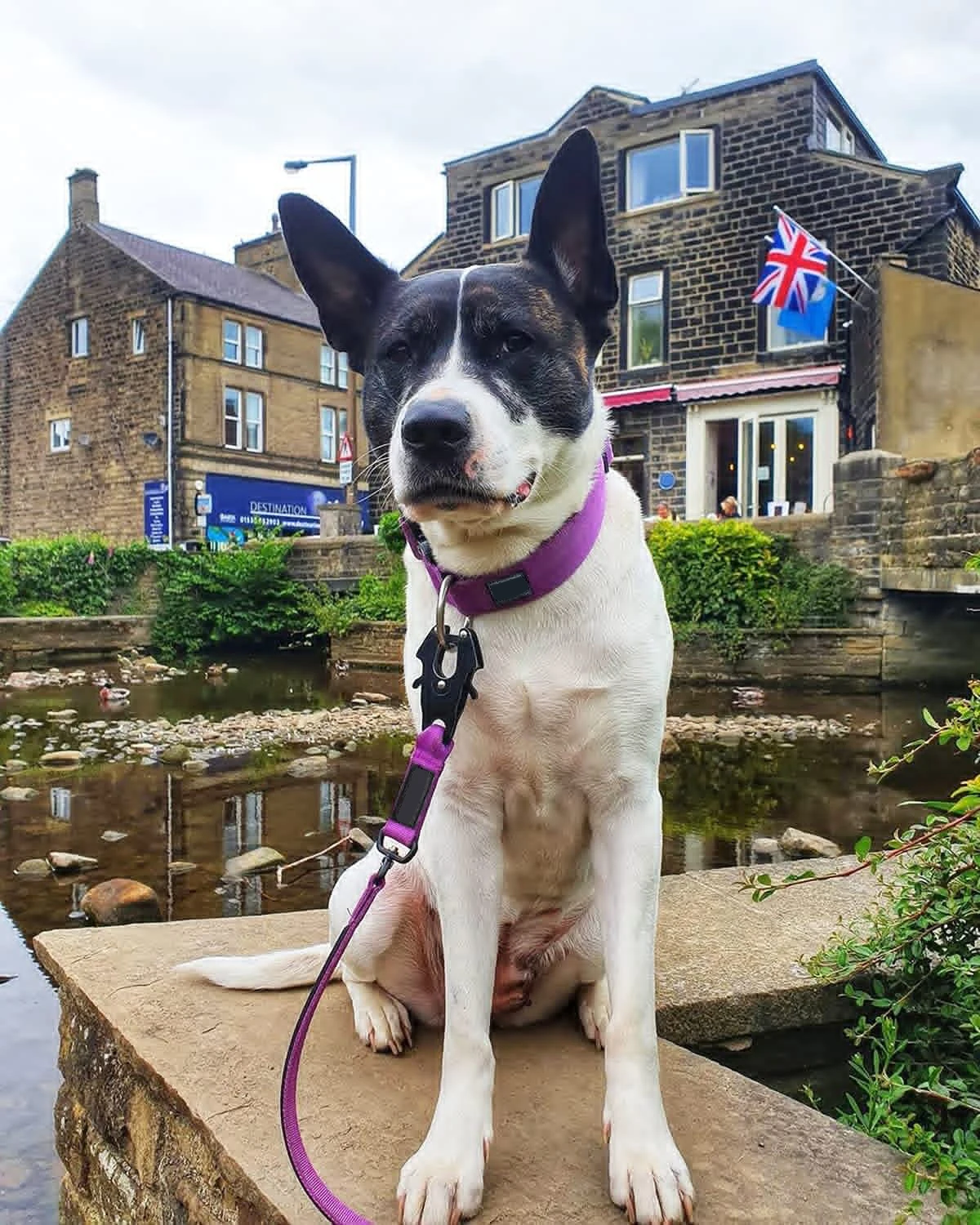 Tactical Nylon Pet Dog Leash With Durable Buckle And Clip,For Large Medium Dogs Training Running