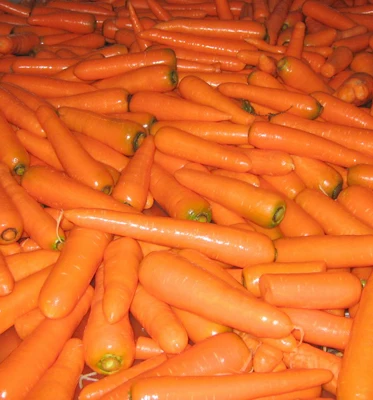Fresh bulk carrot strip from China price