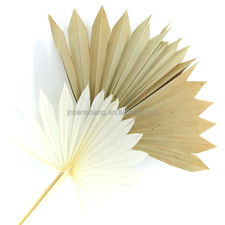 Low price dried flowers plam leaves original color palm spears wheat dry flower dried flowers  poufs