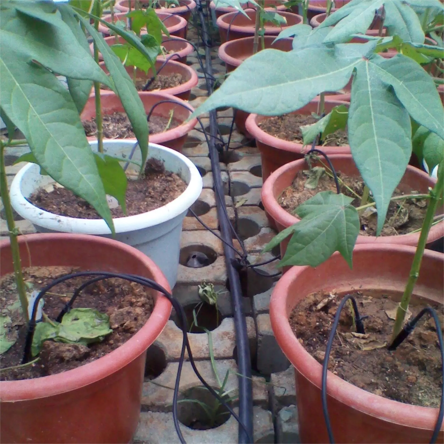 Commercial greenhouse irrigation system agricultural greenhouses drip irrigation set