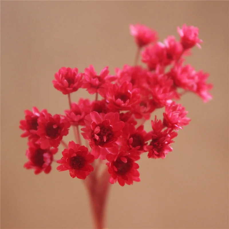 
Mini star daisy, real flowers natural dried flowers white pink flowers for Filler of the glass bottles for Home decoration 